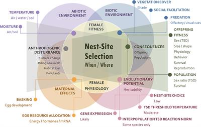 Turtle Nest-Site Choice, Anthropogenic Challenges, and Evolutionary Potential for Adaptation